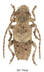 EAA_7370a Tayg a.jpg